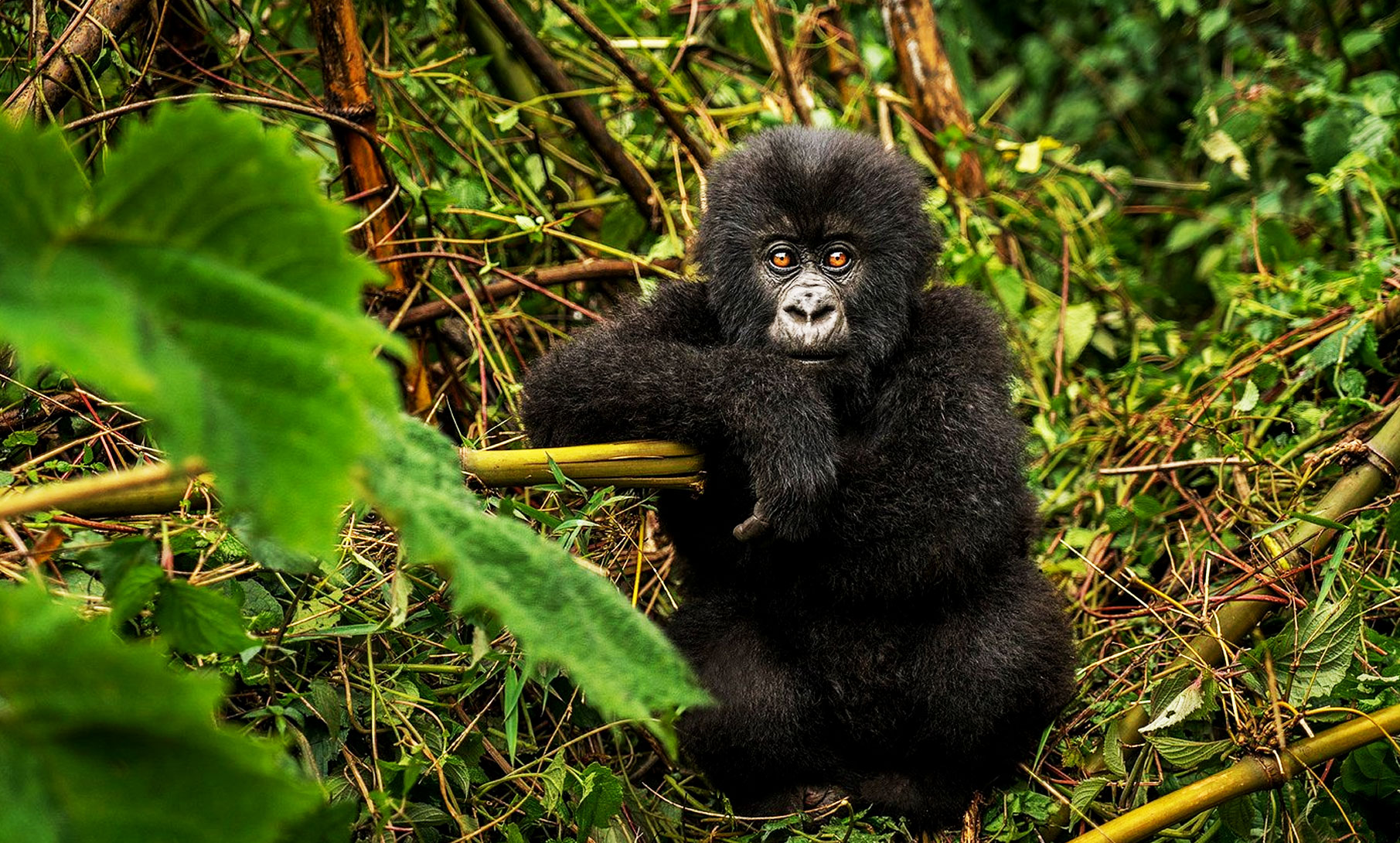 3 Days Rwanda Gorilla Trekking